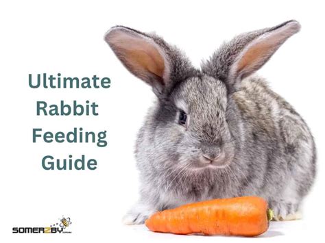 what can you feed a baby bunny: Delving into the Curiosity of Bunny Nutrition and Beyond